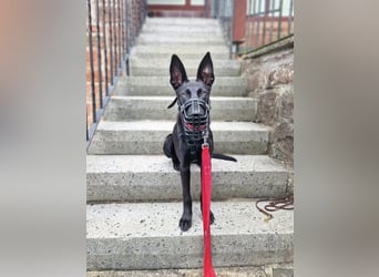 Lilly - intelligent&lernwillig