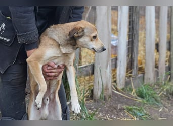 Kleiner Tierschutzhund Bröse❤️sucht Zuhause oder Pflegestelle
