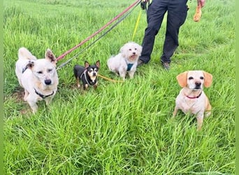 Kleine BERTHA (taub) sucht Familienanschluß