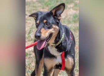 Rosa - ein toller Familienhund
