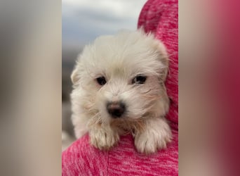 Malteser-(Mix-)Freunde aufgepasst, hier kommt unser Jinxy!