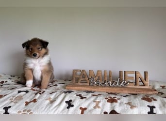 Wundervolle Collie-Welpen aus liebevoller VDH-Zucht suchen ein liebevolles Zuhause