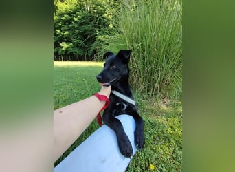 Coco Welpe Mischling Hündin aktiv, neugierig sucht Zuhause oder Pflegestelle