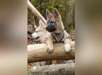 Eurasier - A. Malamute Nord-Hybrid Welpen suchen ein liebevolles Zuhause