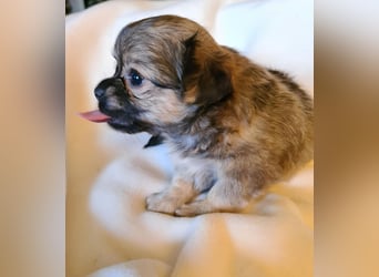 eine Hand voll Glück - Chihuahua Welpen RESERVIERT