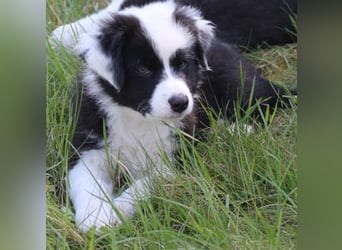 Australian Shepherd Welpe (reinrassig)