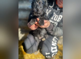 Zizi-LM, verspielte Maus sucht Zuhause