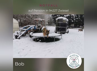 Bob: Überschwänglicher Riese (auf PS in Zwiesel/D)