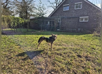 Grisa - eine ganz besondere Hundedame