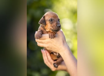 Rhodesian Ridgeback Welpen mit FCI-Ahnentafel