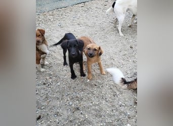 CHERIE - Zuckersüßes Mädchen sucht ihre Menschen