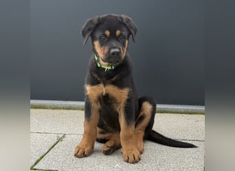 Rottweiler Schäferhund Mischling