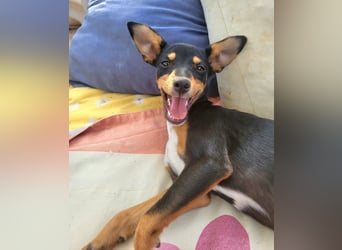 Emma wünscht sich ein eigenes Körbchen