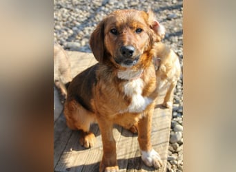 Spielen und Kuscheln - dafür ist Zuckerbub DARIO immer zu haben