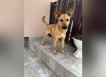Kubu, geb. 01.06.2024, 40 cm, sucht ein Für-Immer-Zuhause