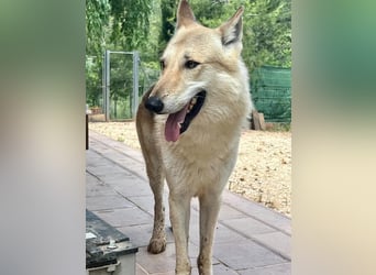 LOBO-Zuhause für besonderen, außergewöhnlichen, faszinierenden Hundebub wartet auf „seine Menschen“.