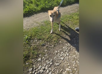Erfüllen Sie Liras Wünsche?
