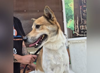 Iuko - lebensfroher Hundejunge sucht Körbchen. bei liebevollen Menschen