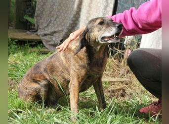 Ursus - Bewerbung als Lieblingshund