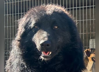 LENZI❤️unser kroat. Schäferhund-Mix-Rüde ist ein wahrer Sonnenschein!