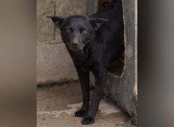 Lucky  sucht sein Familien-Glück