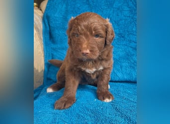 Aussiedoodle Welpen mini / medium F1