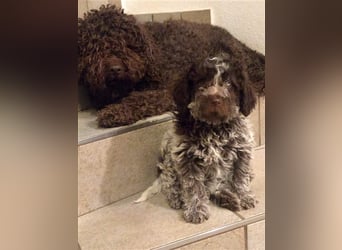 Lagotto Romagnolo Welpen, 4 Hündinnen suchen ein Zuhause