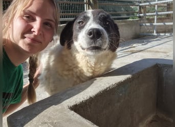 Klara – Sanfte Seele, mit viel Liebe, sucht ihr Zuhause fürs Leben!