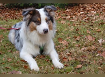 Alfred - ein besonderer Hund sucht seinen speziellen Menschen - Tierhilfe Franken e.V.