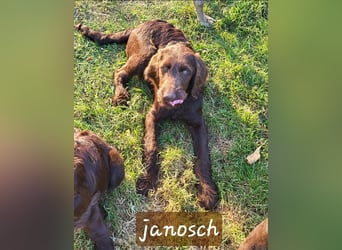 Welpen Labradoodle F1 Braun Könispudel x Labrador