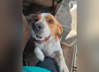Nanook, freundlicher und aktiver Beagle, geb. 03/2022