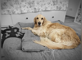 Golden Retriever Mischlings-Rüde Fridolin sucht ein Zuhause