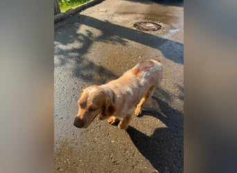 Hübscher Spaniel-Mischling PHILIPP sucht eine liebevolle Familie