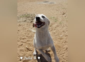 Julia, sehr kinderfreundliche Kokonidame, sucht ein Zuhause