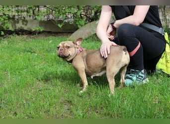 Zenia, Franz. Bulldogge, geb. 2020, lieb, anhänglich mit Hunden und Katzen verträglich