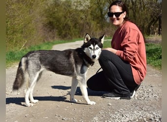 Dory sucht Husky Liebhaber