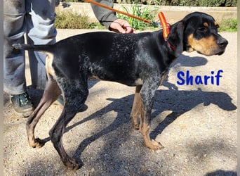 Sharif 05/2024 (ESP Pflegestelle) - sportlicher, hübscher und verschmuster Bracken-Mix Junghund!