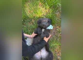 Auszug..Aussiedor F1 Familien und Therapiehund Labrador x Australien Shepherd