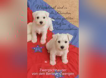 Zwergschnauzer Rüde weiß