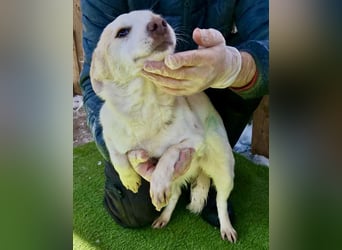 Carlotta - goldiges Hundekind