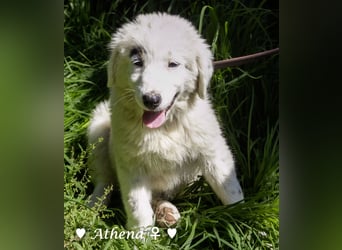 Apollo und Athena suchen ein Zuhause