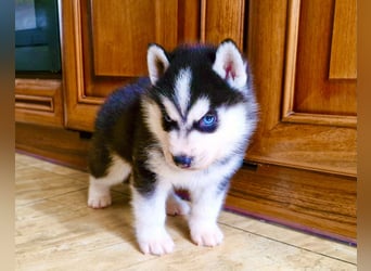 FCI Pedigree Blue Eyed Black & White Siberian Husky Champion Puppy