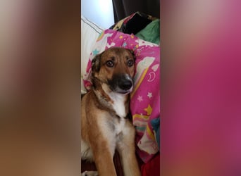 Athos sucht sein Zuhause
