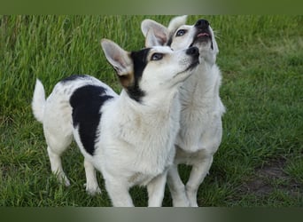 Mara und Max suchen ein Zuhause