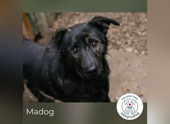 Madog: Sucht ein Zuhause