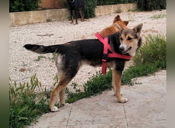 liebe Emma ist auf der Suche nach ihrem Zuhause