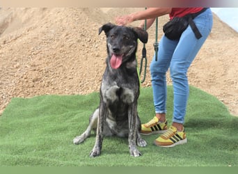 Elfie, Schäferhund-Mix, lieb und verträglich