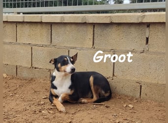 Groot 11/2018 (ESP) - sozialer und feinfühliger, kleiner Podenco-Mix!