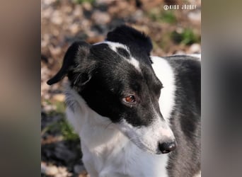 Die schüchterne Zseda sucht einfühlsame Menschen mit nette Hunden !