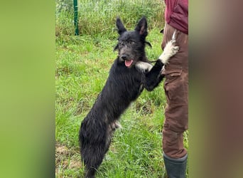Zorro, geboren 25.09.2024, 40cm sucht sein Glück